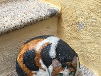 IMG 7286