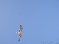 IMG 1004