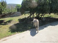 Sardegna 2011 273