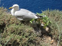 Sardegna 2011 412