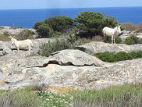 Sardegna 2011 500