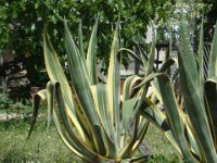 Sardegna2012 (150)
